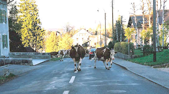 vache2.jpg (79702 octets)